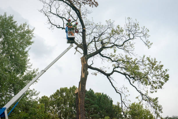 Reliable Bonners Ferry, ID Tree Services Solutions